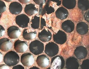 A close-up of AFB-affected brood comb showing sunken, perforated cappings and discoloured larval remains in cells — the classic visual signs of American Foulbrood.