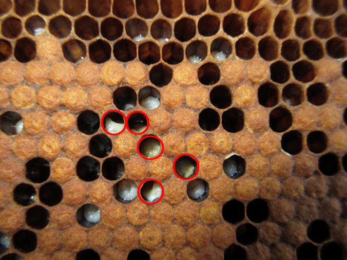 A close-up of a brood comb where European Foulbrood is present. Several cells have been highlighted with red circles to indicate twisted, discoloured larvae in the early stages of the disease.