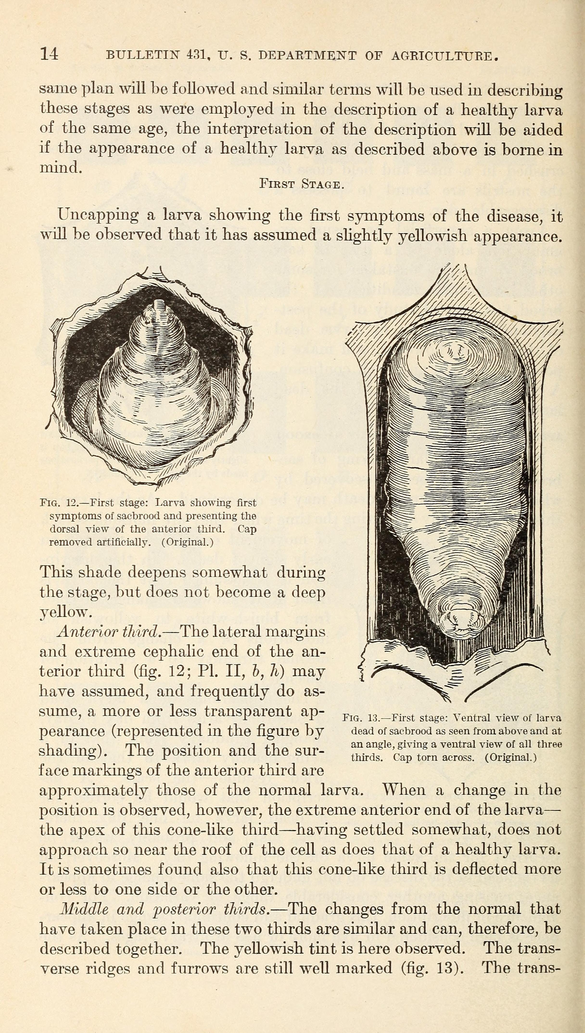 A scanned page from G.F. White's foundational 1917 USDA bulletin on Sacbrood, showing two diagnostic illustrations of affected larvae — one from above showing the sunken cone-shape of an early infected larva, and one from the side.
